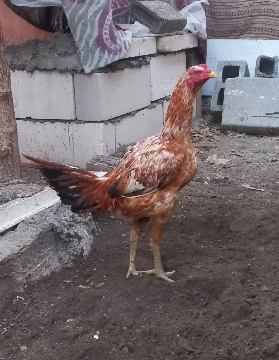 لاری|حیوانات مزرعه|پاکدشت, پاکدشت (مامازند)|دیوار