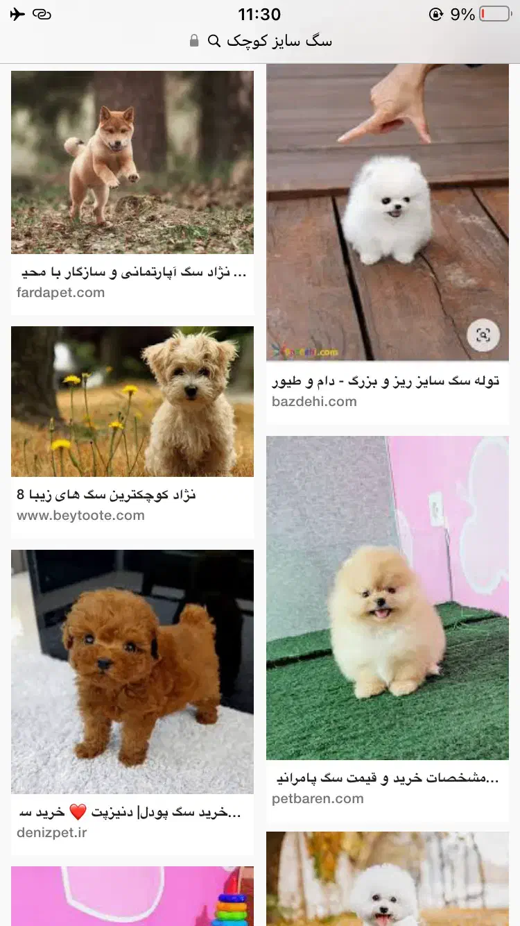 پت سگ|سگ|بوشهر, |دیوار