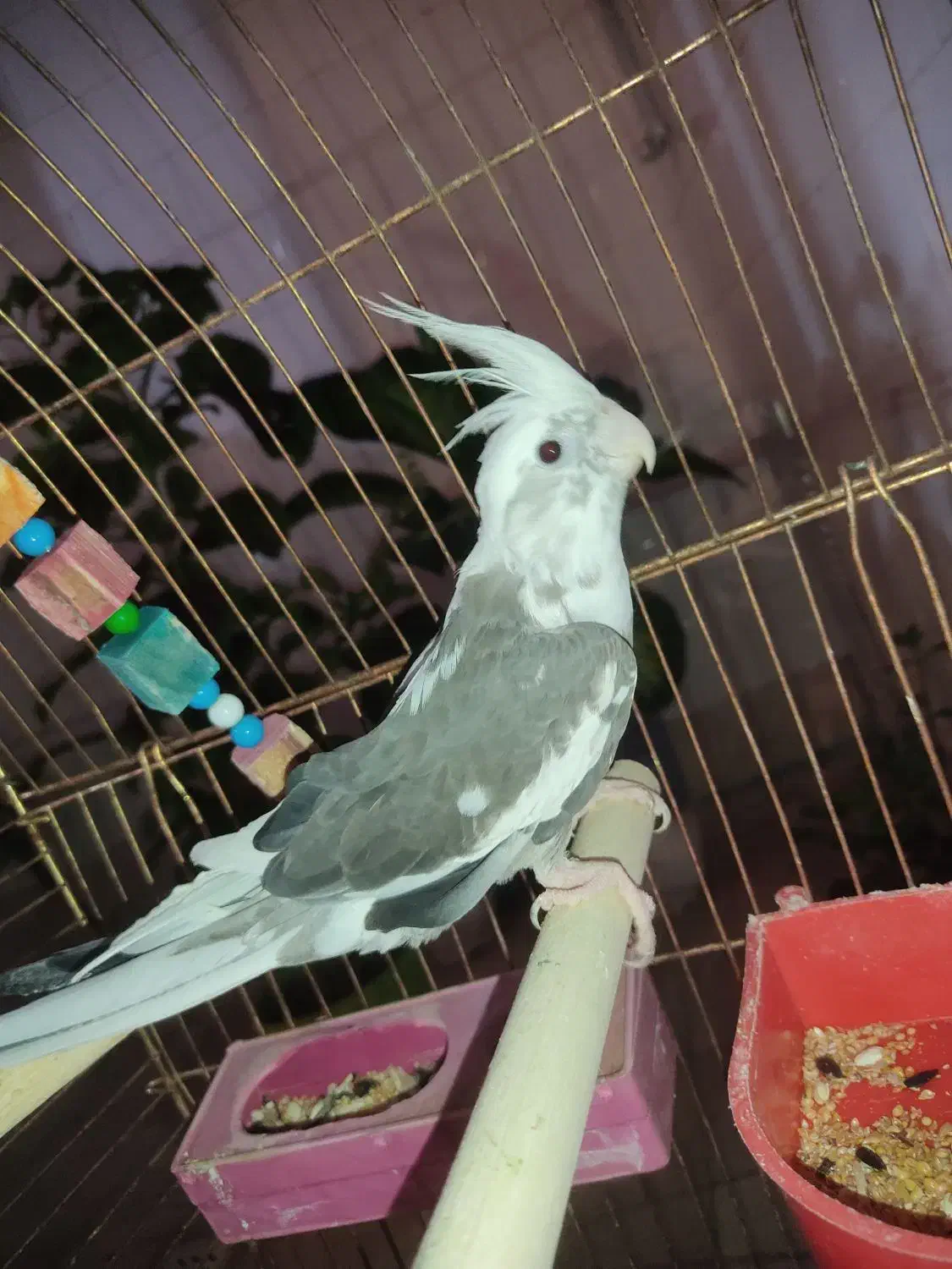 عروس هلندی|پرنده|سرپل ذهاب, |دیوار