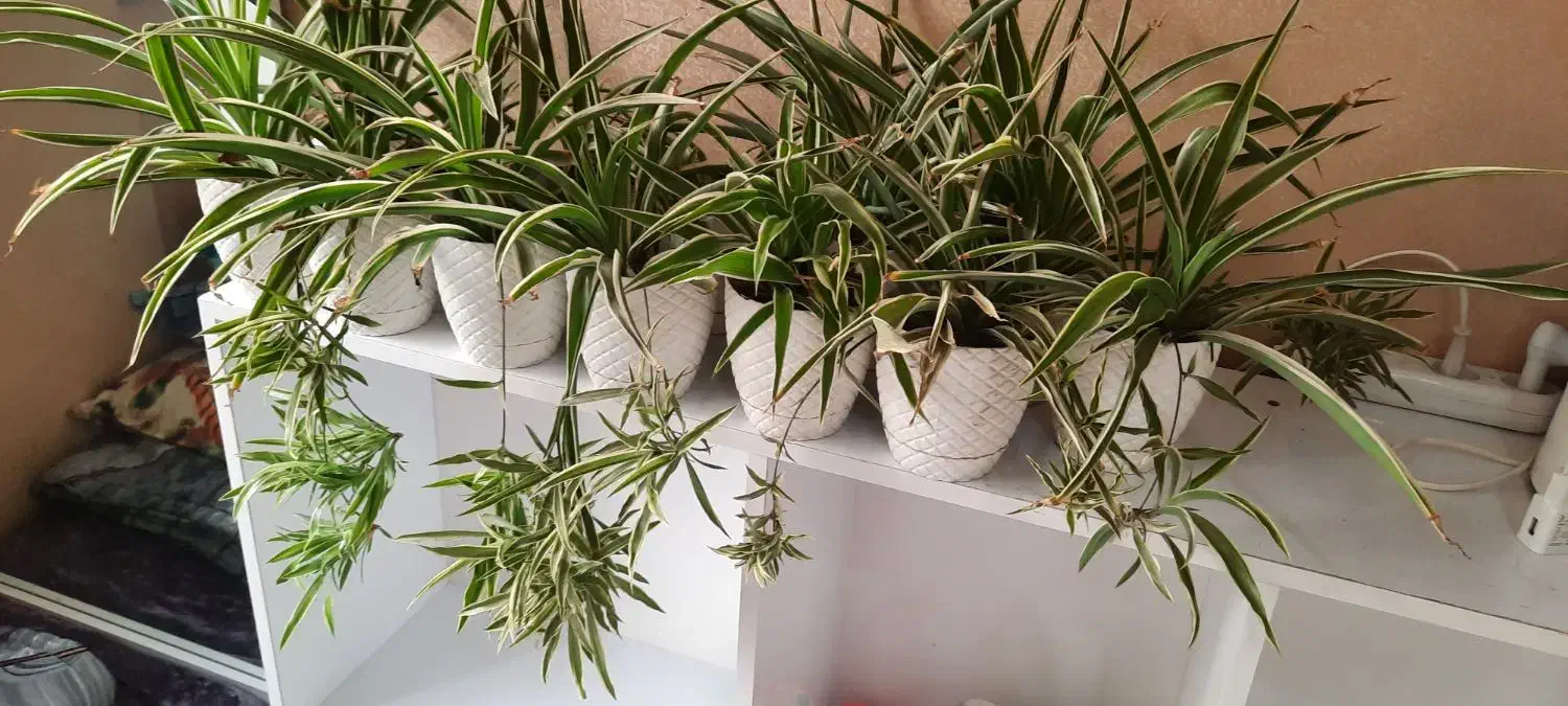 گندمی|گل مصنوعی|کرج, گوهردشت|دیوار