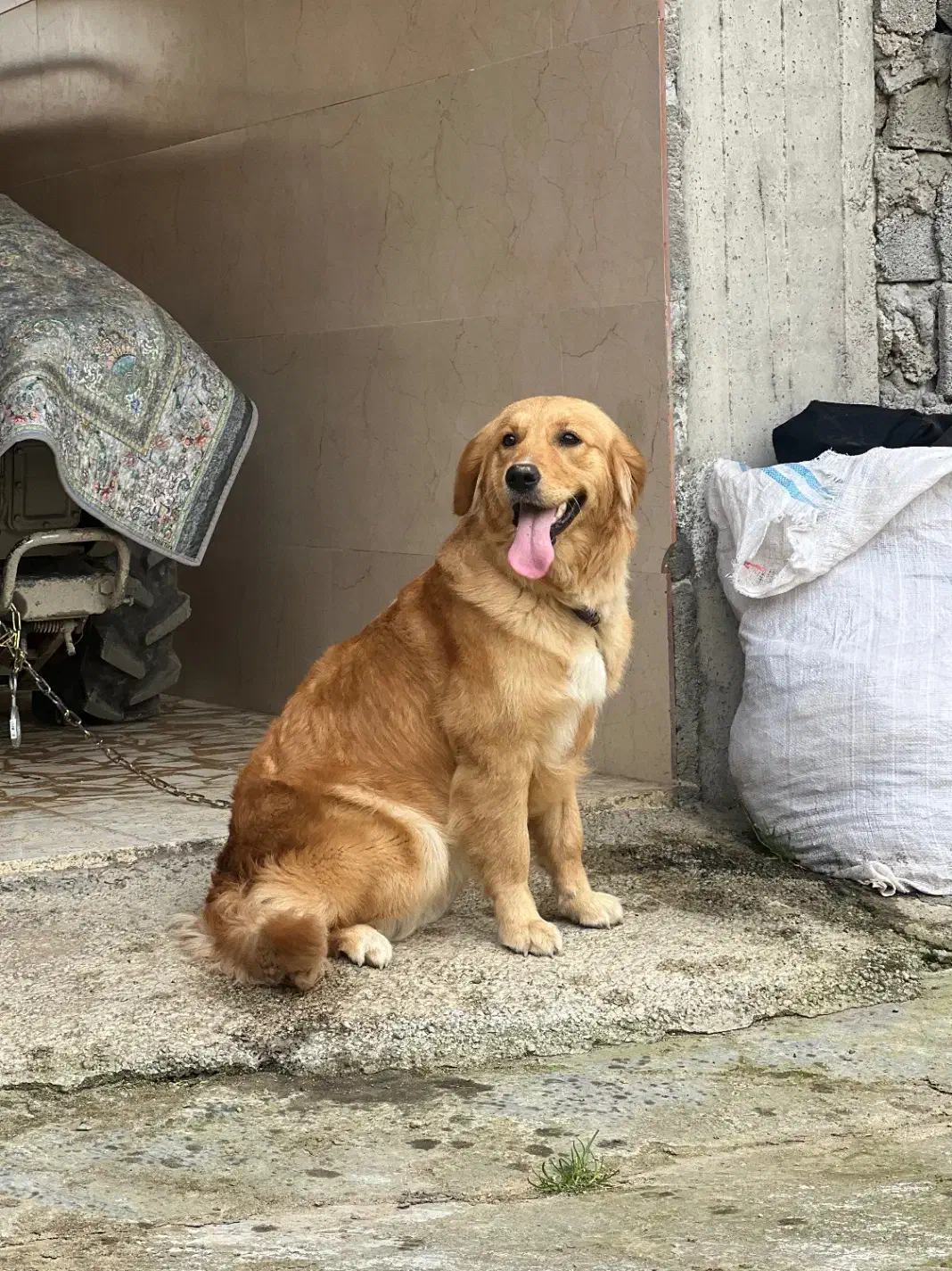 سگ گلدن ماده|سگ|محمودآباد, |دیوار