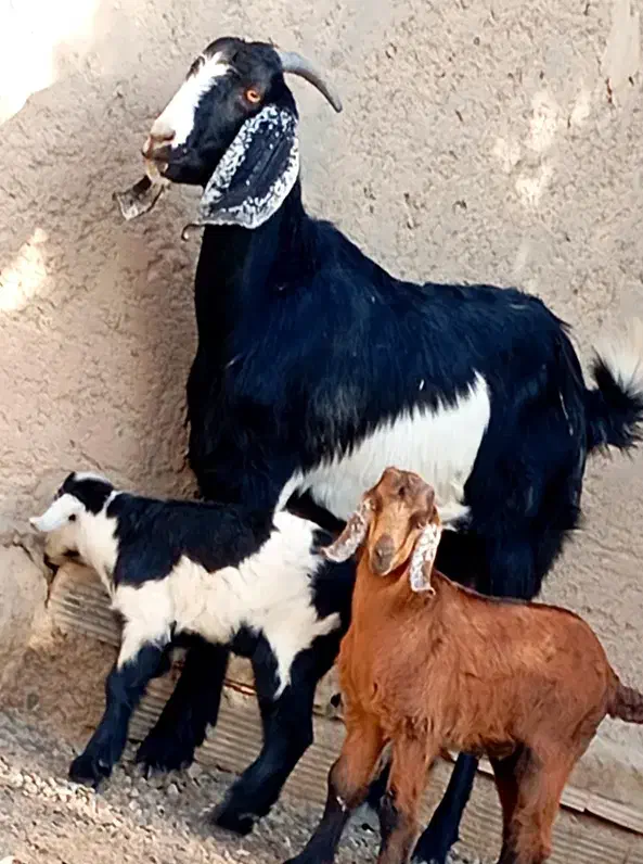 مری زایده شیری با دو کهره نر و ماده|حیوانات مزرعه|زابل, |دیوار