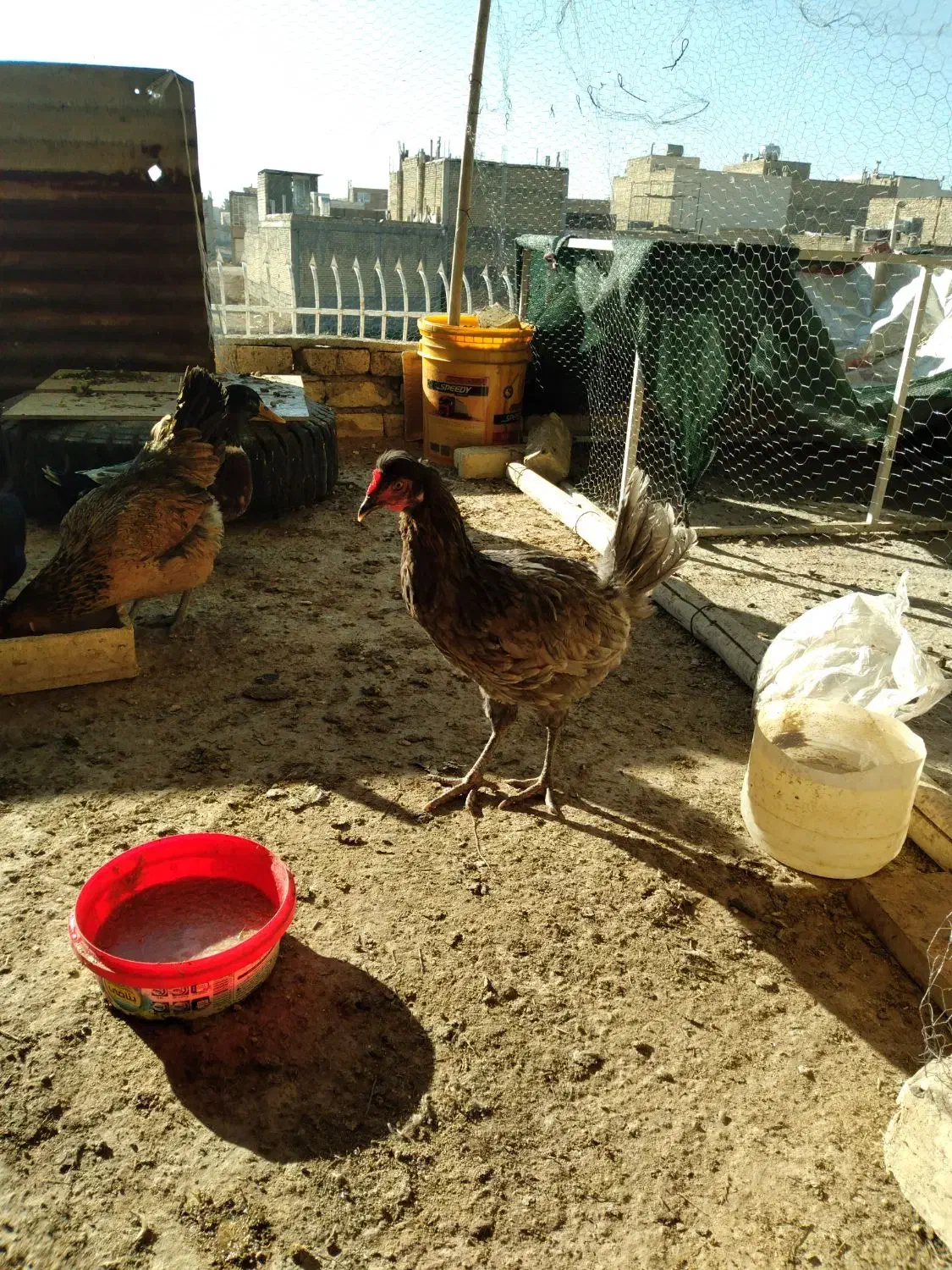 مرغ|حیوانات مزرعه|خمینیشهر, |دیوار