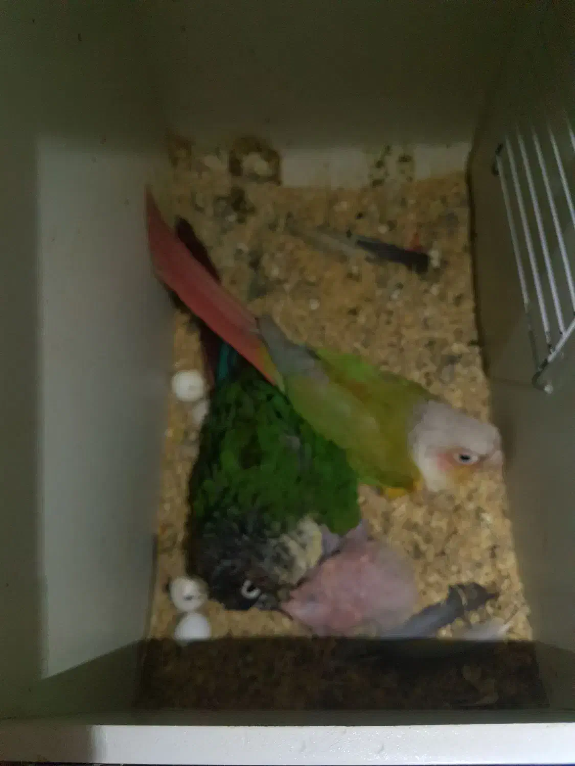 گرینچیک مولد|پرنده|مشهد, محمدآباد|دیوار