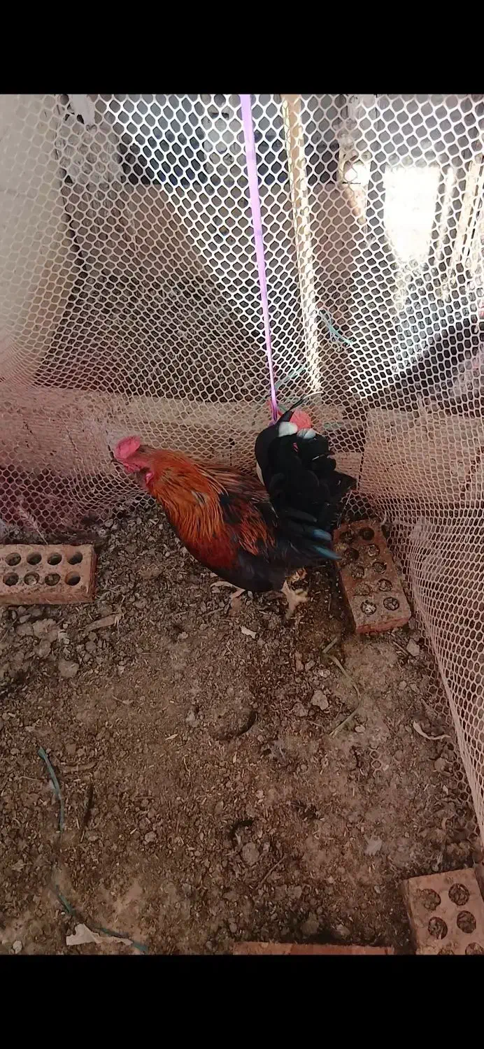 مرغ وخروس|حیوانات مزرعه|نسیمشهر, |دیوار