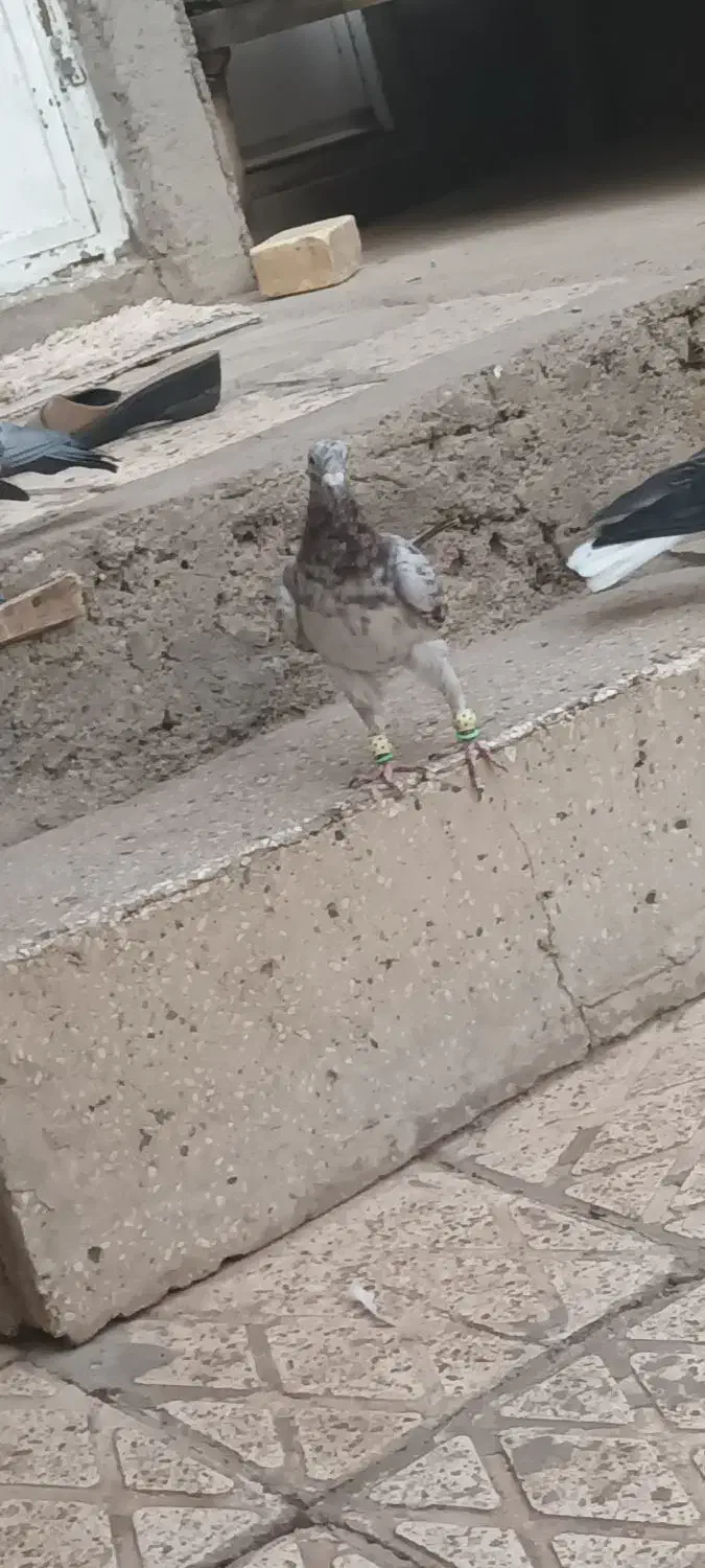 هفرنگ خرمایی|پرنده|اقبالیه, |دیوار