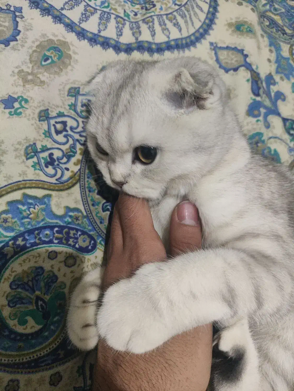 اسکاتیش|گربه|کرج, حیدرآباد|دیوار