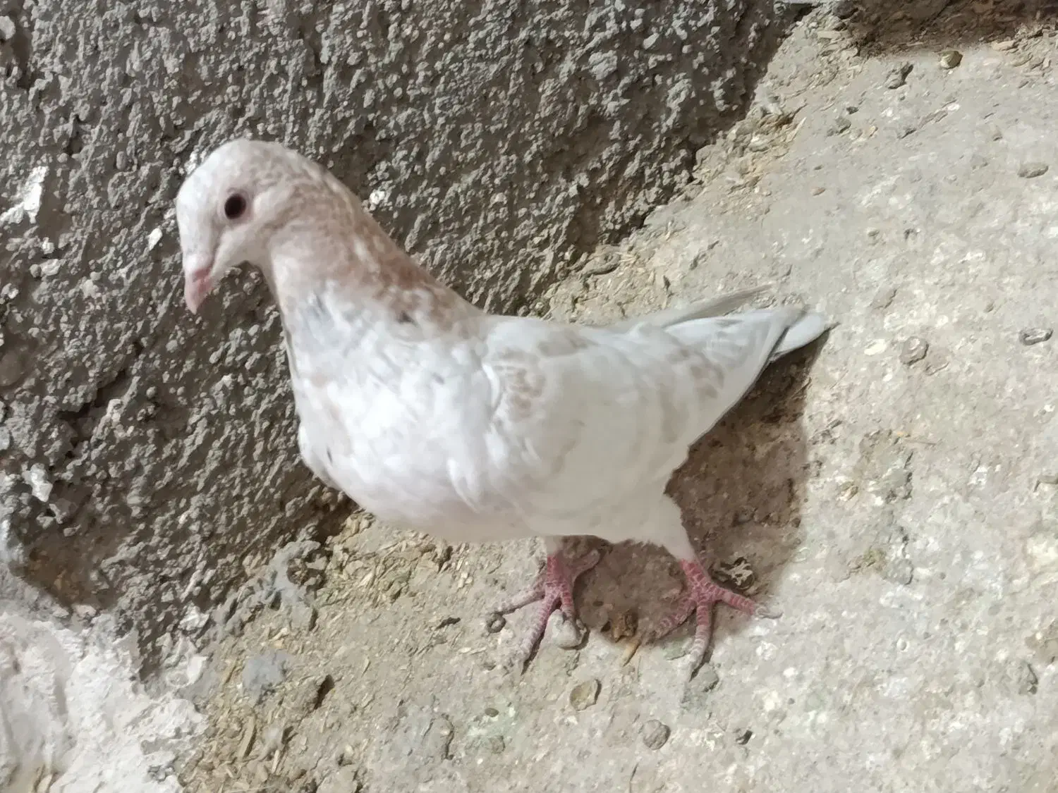 یک عددکبوتر|حیوانات|ملایر, |دیوار