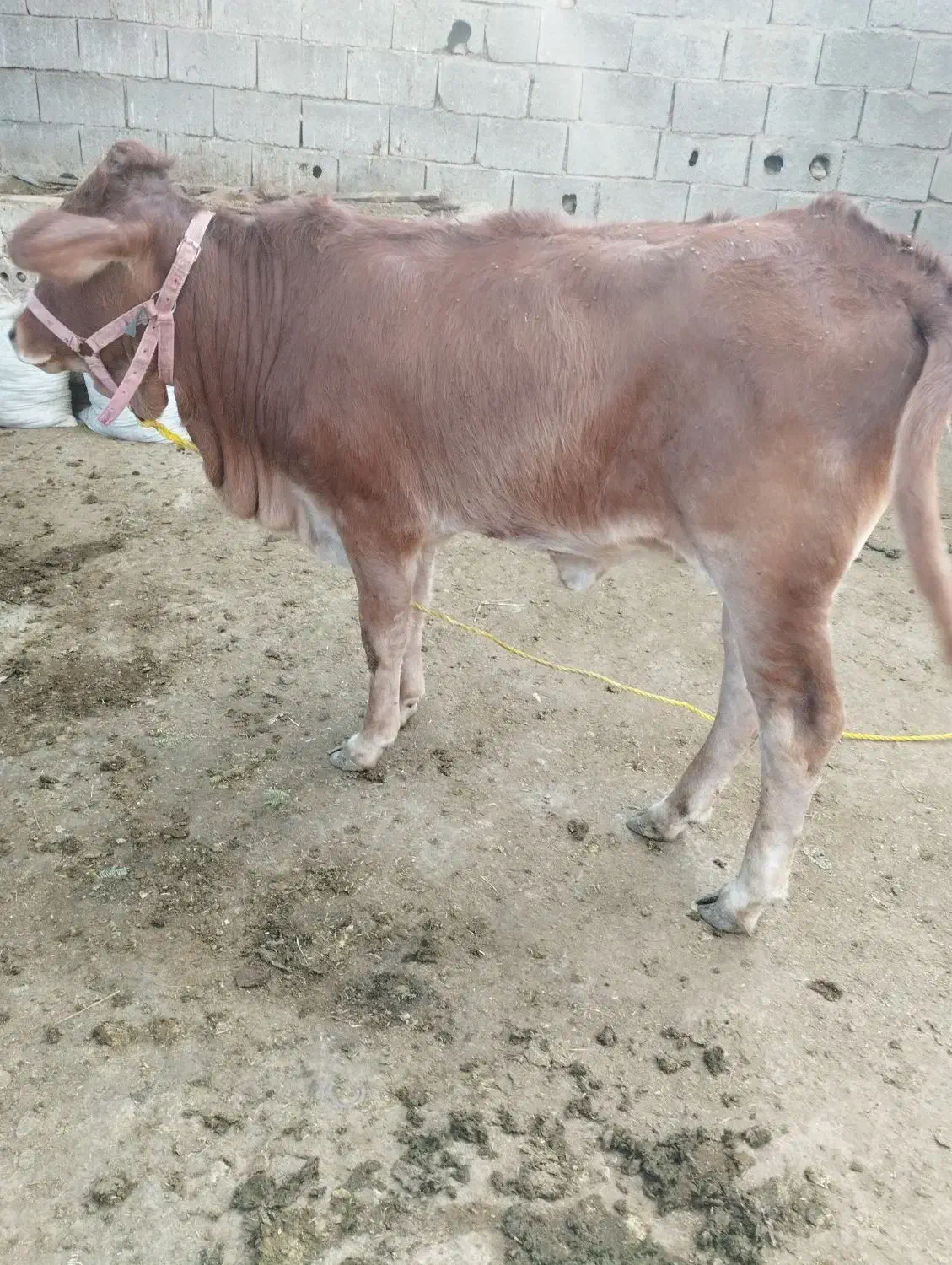 فروش گاو و گوساله|حیوانات مزرعه|لامرد, |دیوار