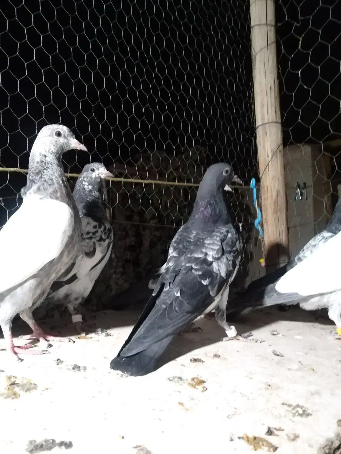 کبوتر تیدی پاکستانی|پرنده|شاهینشهر, کوی مهدیه|دیوار