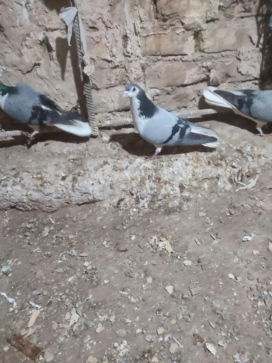 نر بدرنگ دستگردی|پرنده|اصفهان, کشاورزی|دیوار