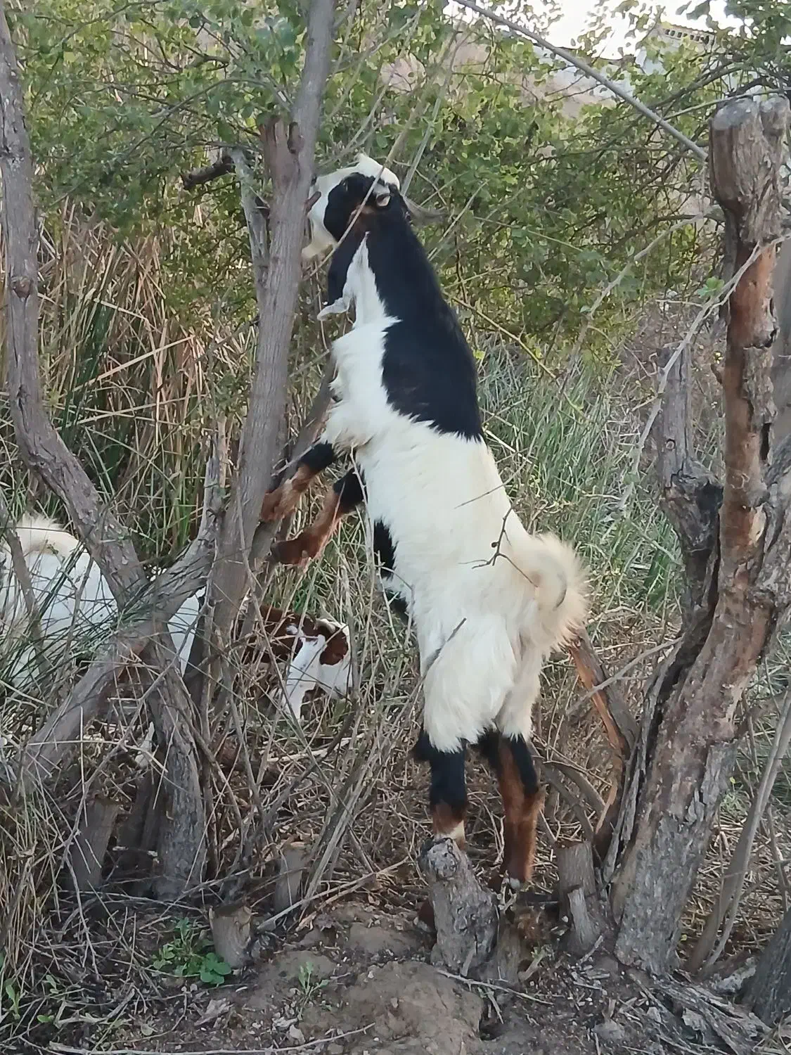 دو عددبیگ یک عدد،،ماده،هیچ نزاییده قصر|حیوانات مزرعه|شوش, |دیوار