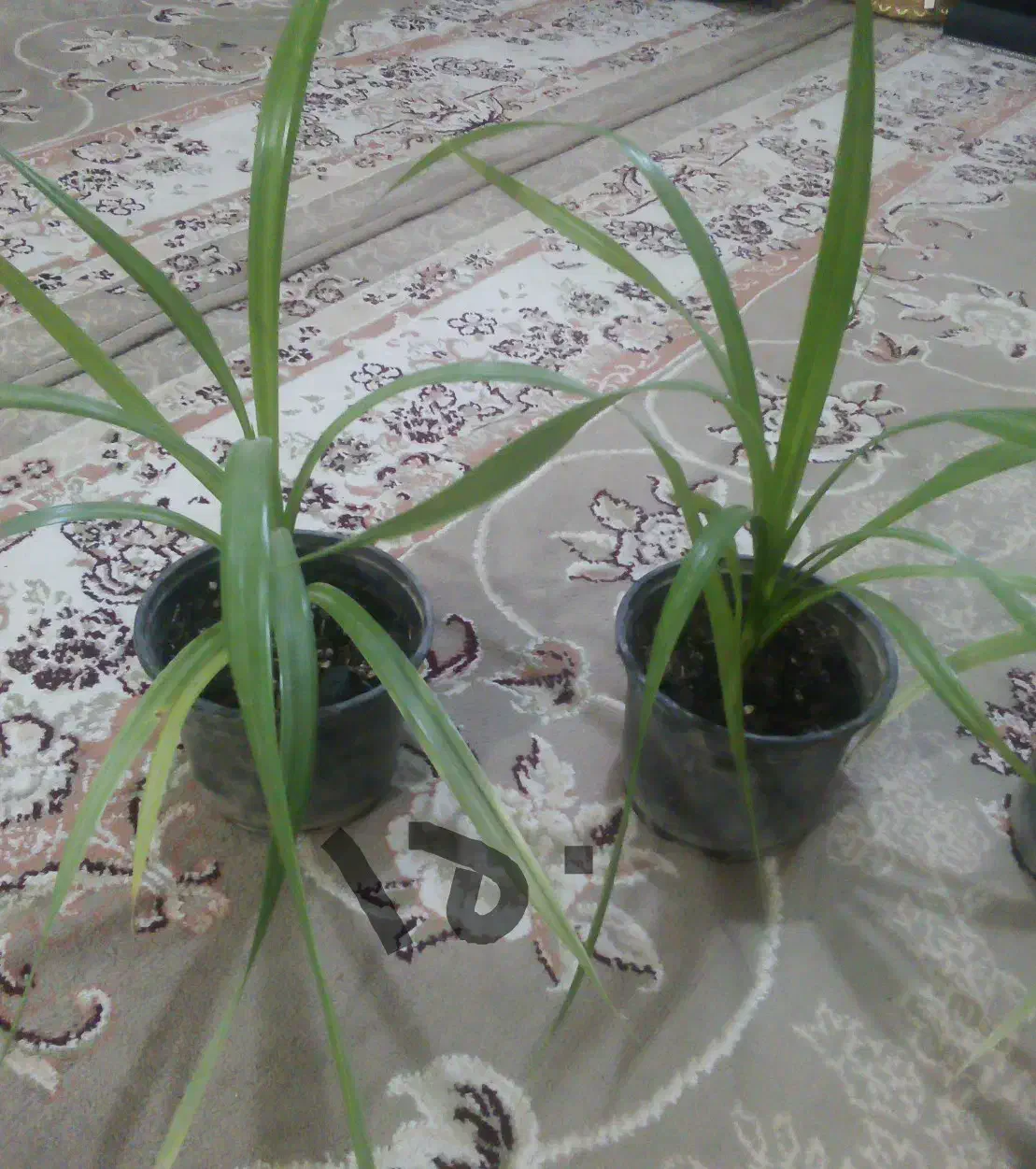 گل طبیعی|گل و گیاه طبیعی|نیشابور, رنج آباد|دیوار