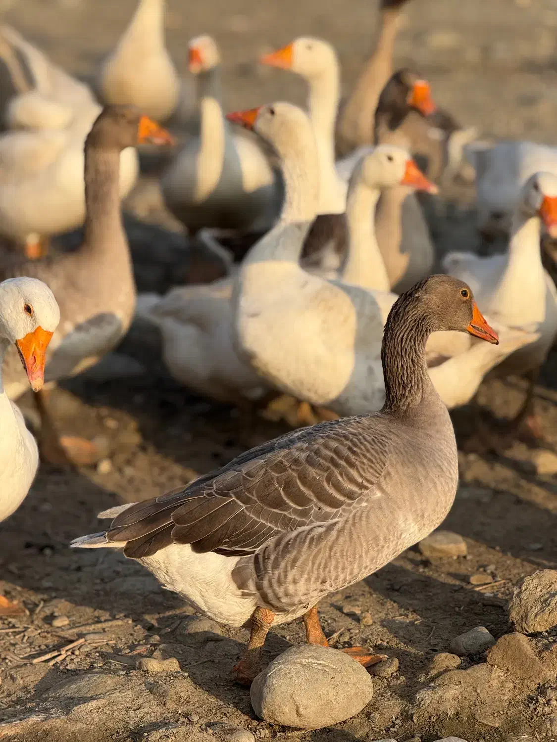 غاز|حیوانات مزرعه|بندر گز, |دیوار