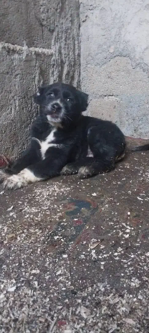 توله سگ الابای روسی|سگ|اصفهان, بهارستان|دیوار