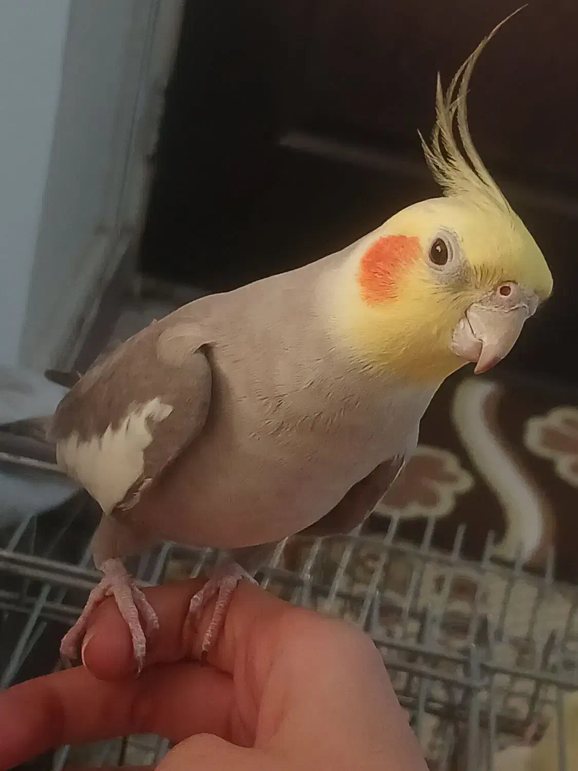 عروس هلندی|پرنده|قدس, شهر‌قدس|دیوار