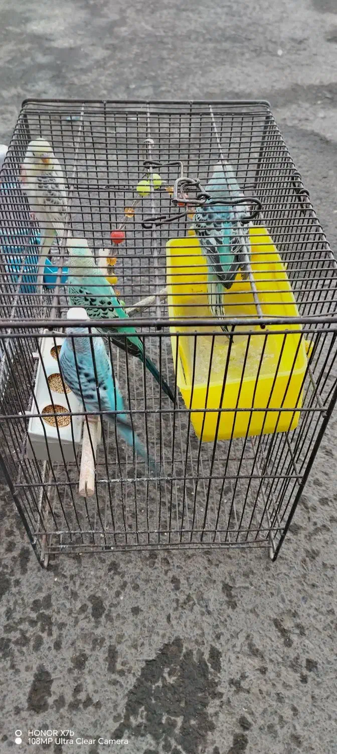 فروش پرنده مرغ عشق|پرنده|سنقر, |دیوار