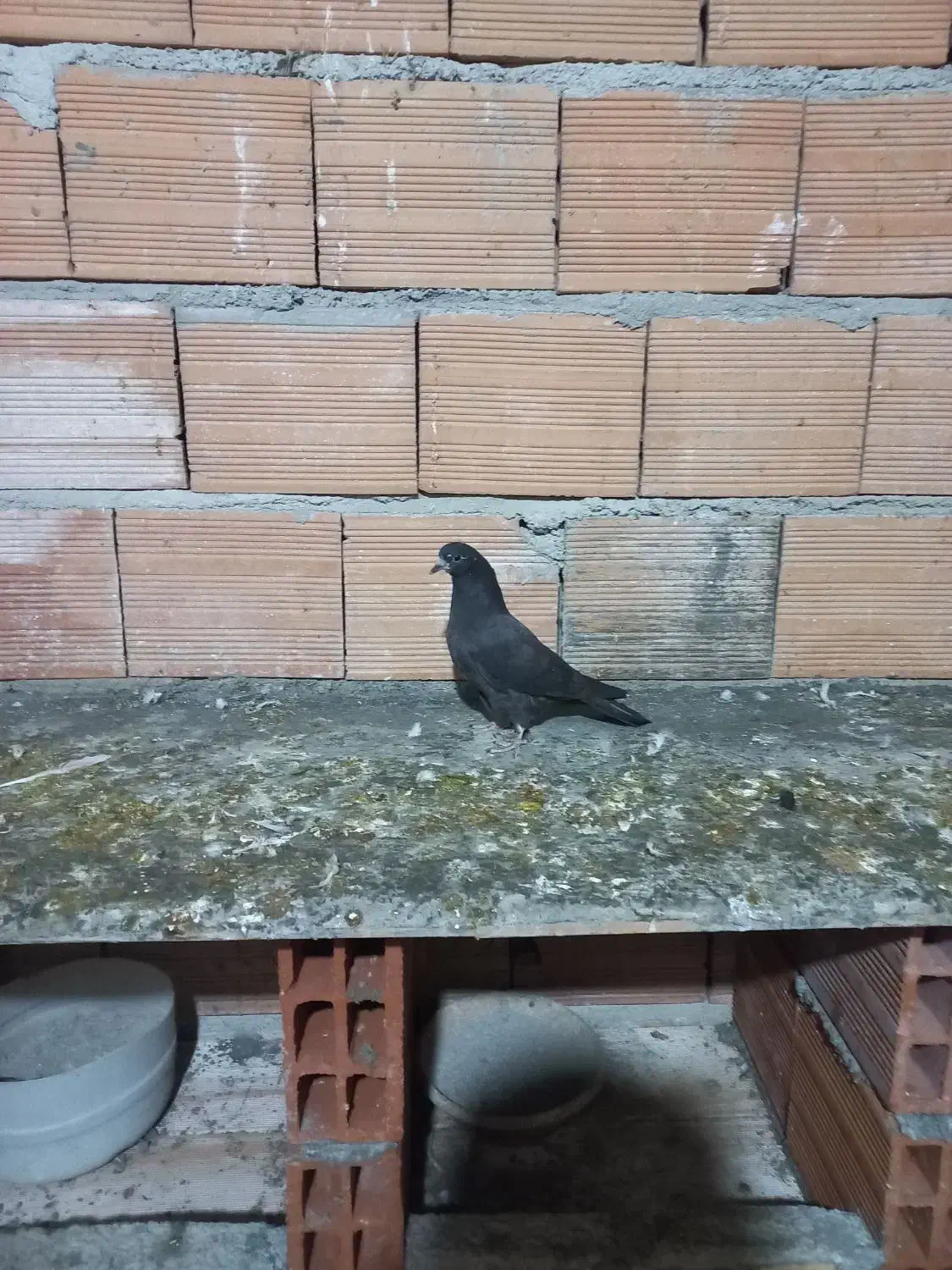 کبوتر پرشی اس|پرنده|بابل, |دیوار