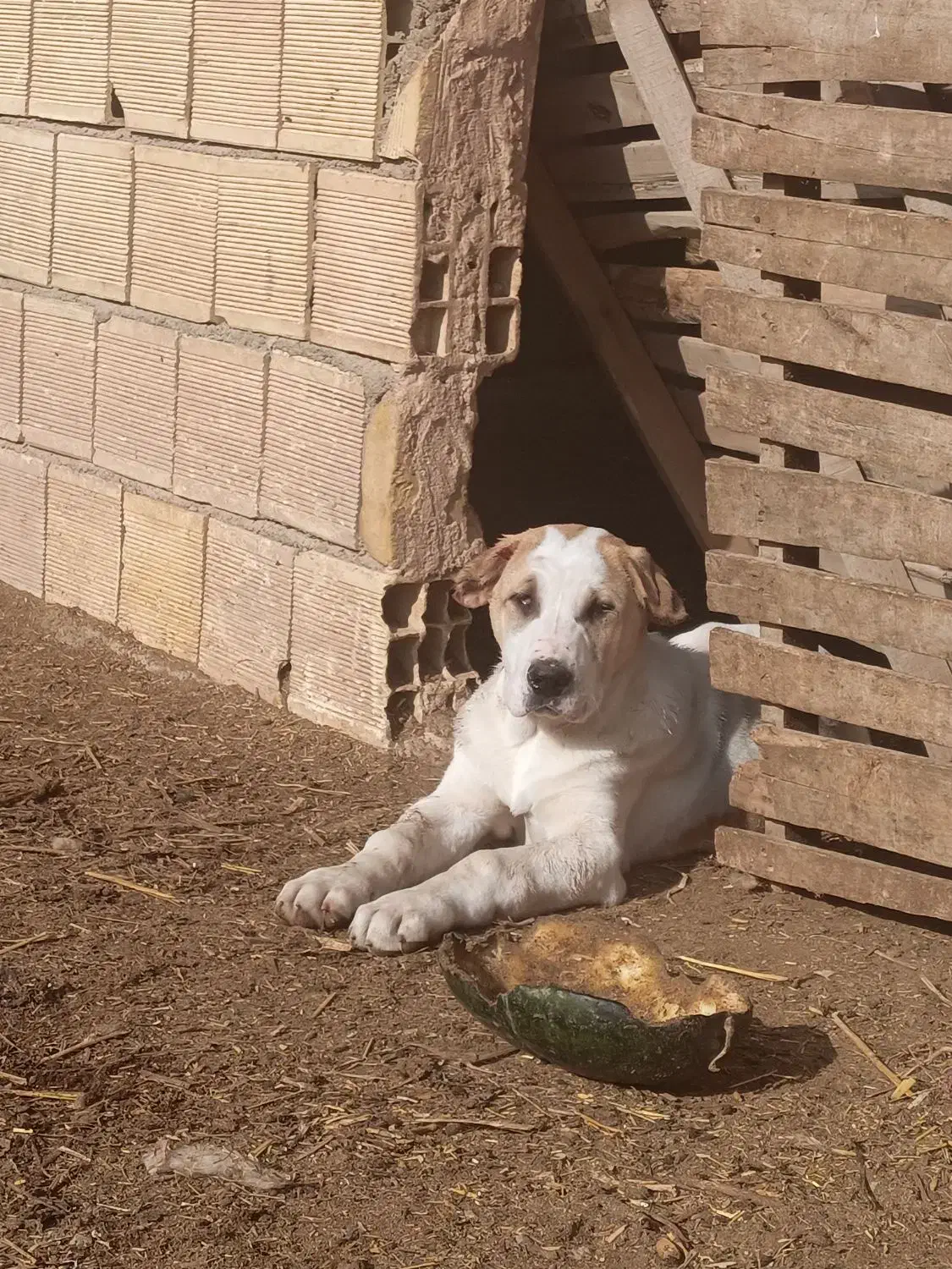 توله سگ|سگ|جوین, |دیوار