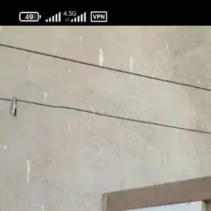 کبوتر فروشی|پرنده|چابهار, |دیوار