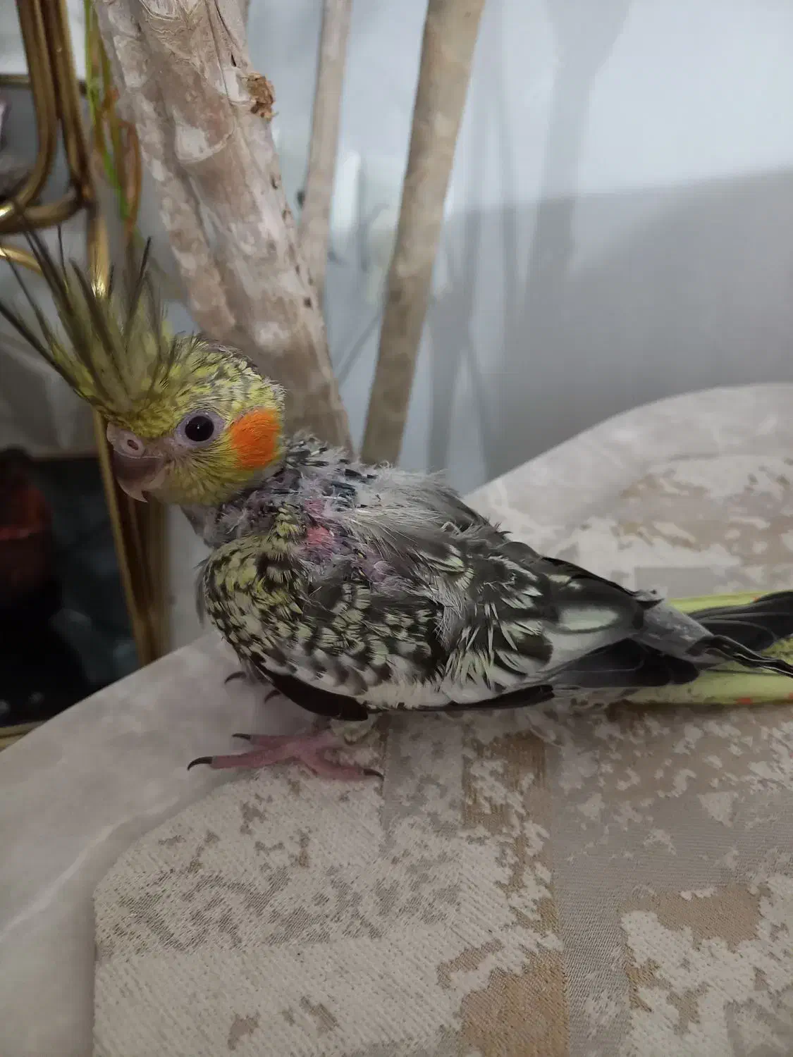 عروس هلندی|پرنده|رشت, کوی بیانی|دیوار