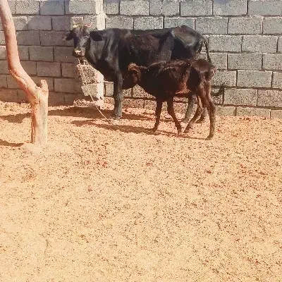 گاوزاییده|حیوانات مزرعه|جیرفت, |دیوار