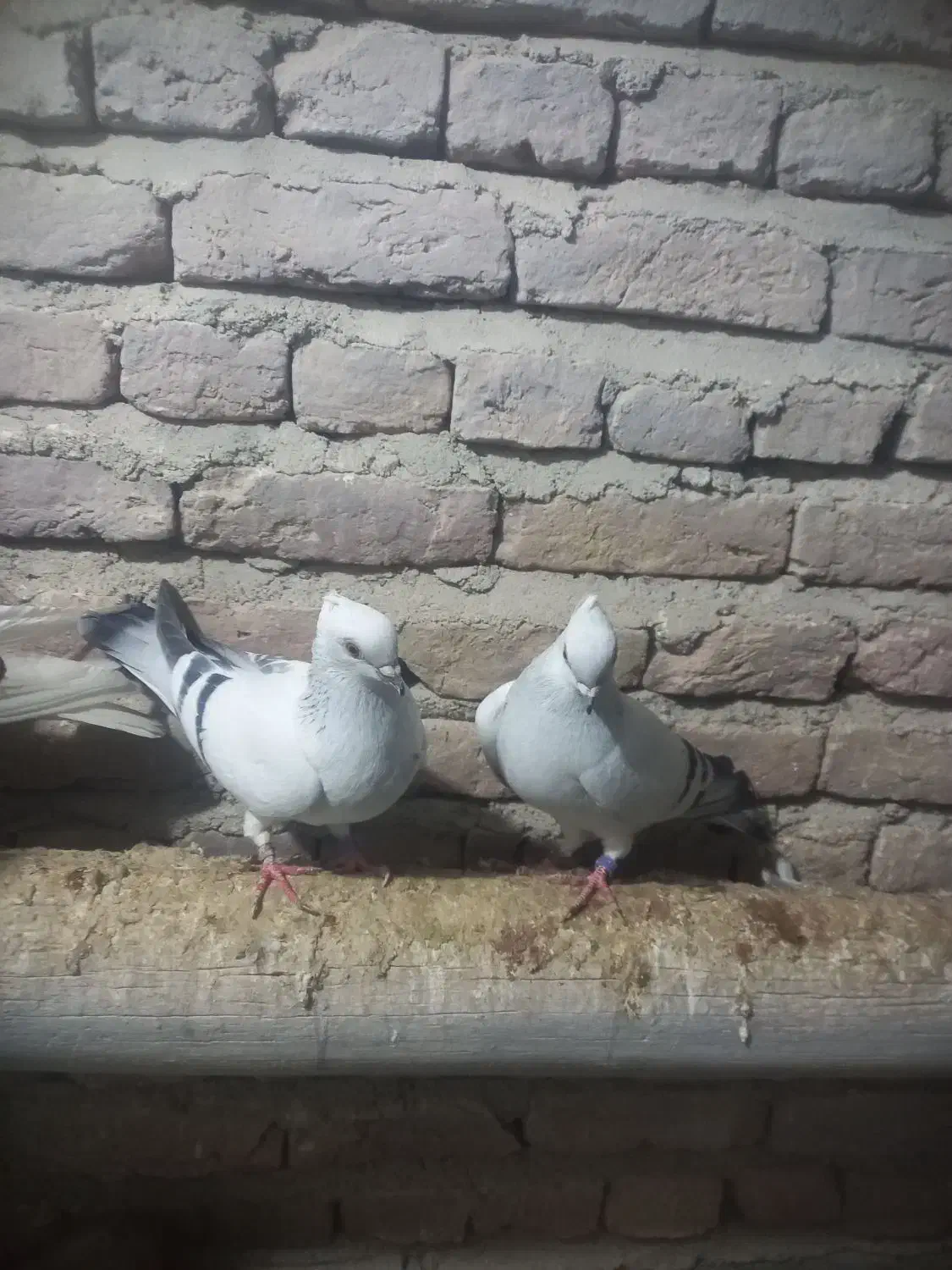 کبوتر شامی|پرنده|چهاربرج, |دیوار