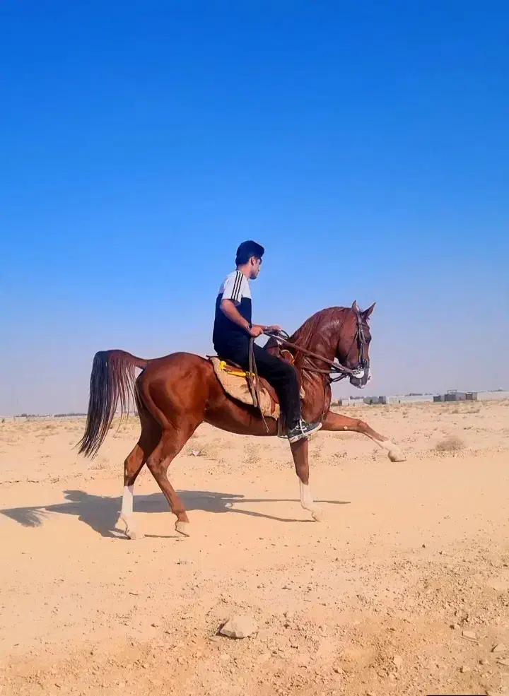 اسب|اسب و تجهیزات اسبسواری|شاهینشهر, حاجی آباد|دیوار