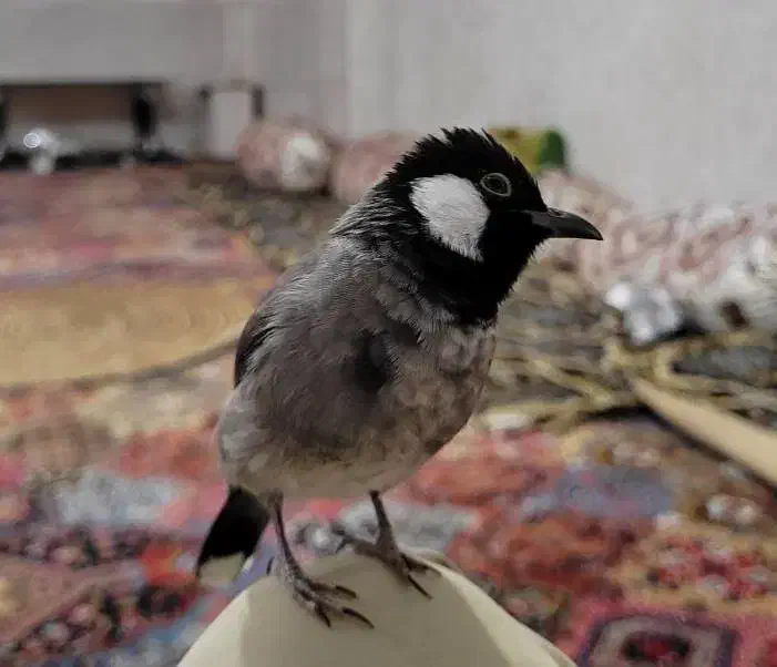 قناری گمشده|پرنده|چابهار, |دیوار