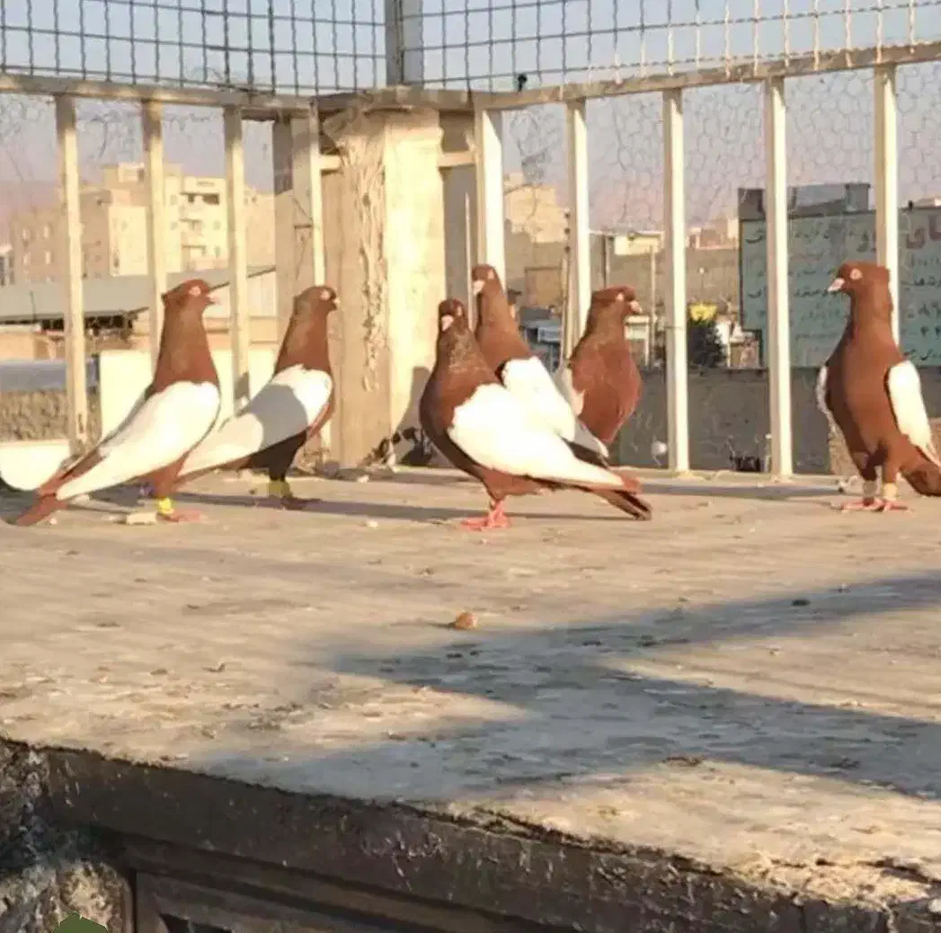 یک بوم کبوتر|پرنده|شهرضا, |دیوار