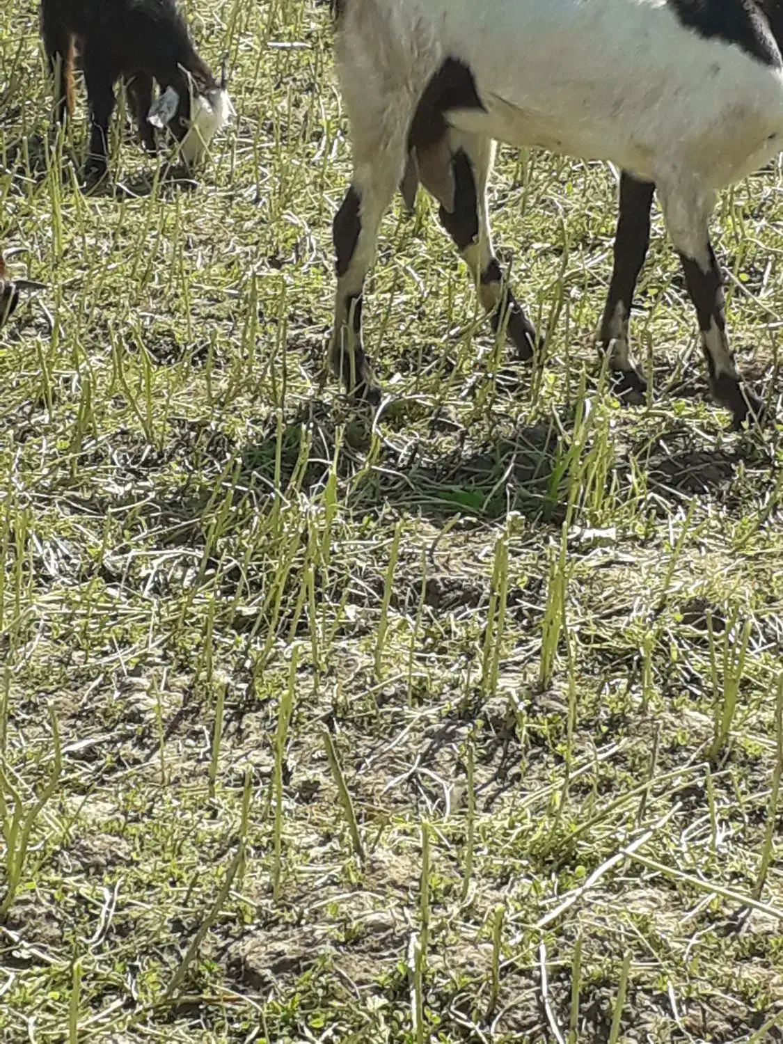 بز داشتی|حیوانات مزرعه|دزفول, |دیوار