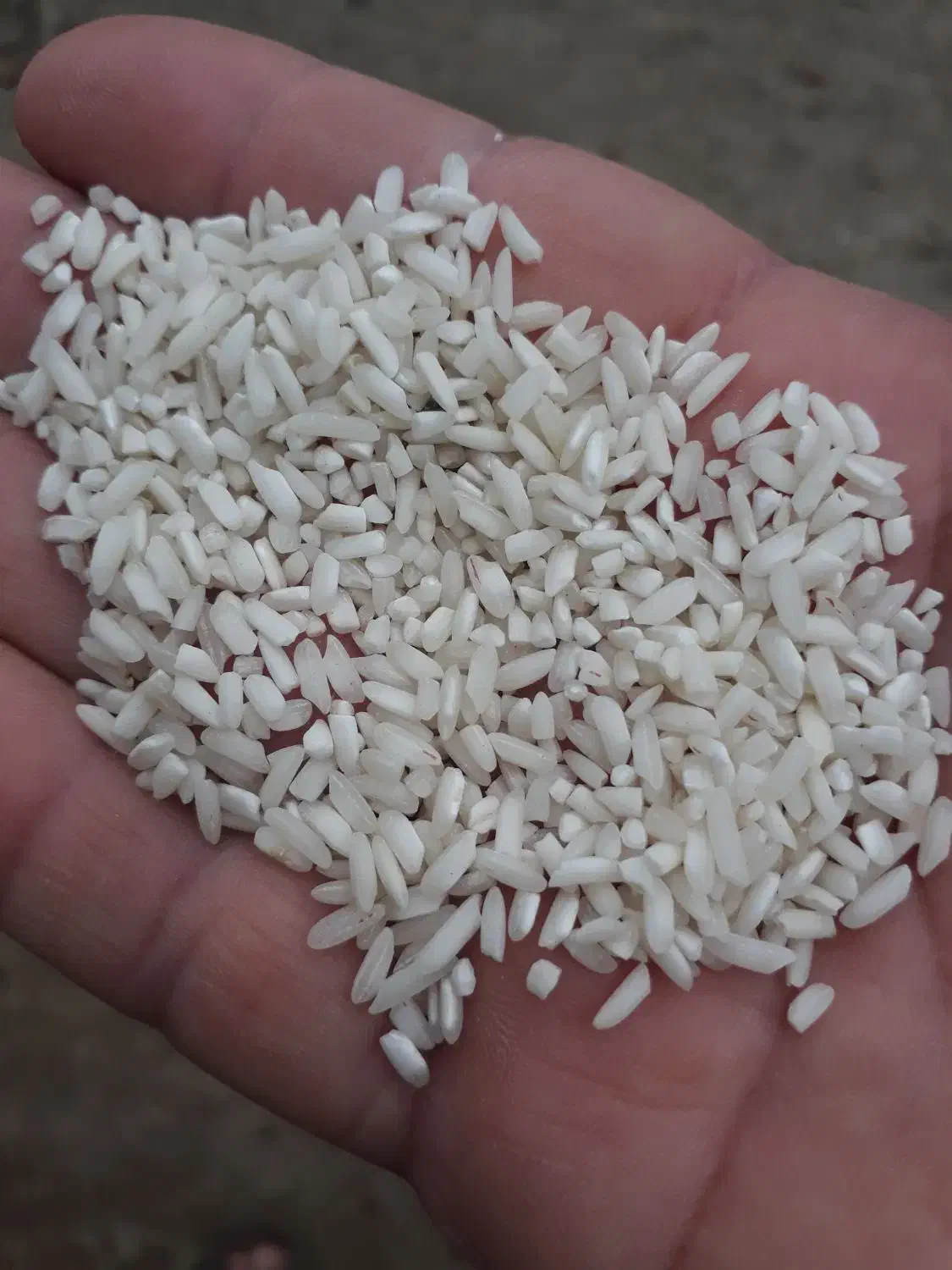 برنج حسنی|خوردنی و آشامیدنی|صومعهسرا, |دیوار