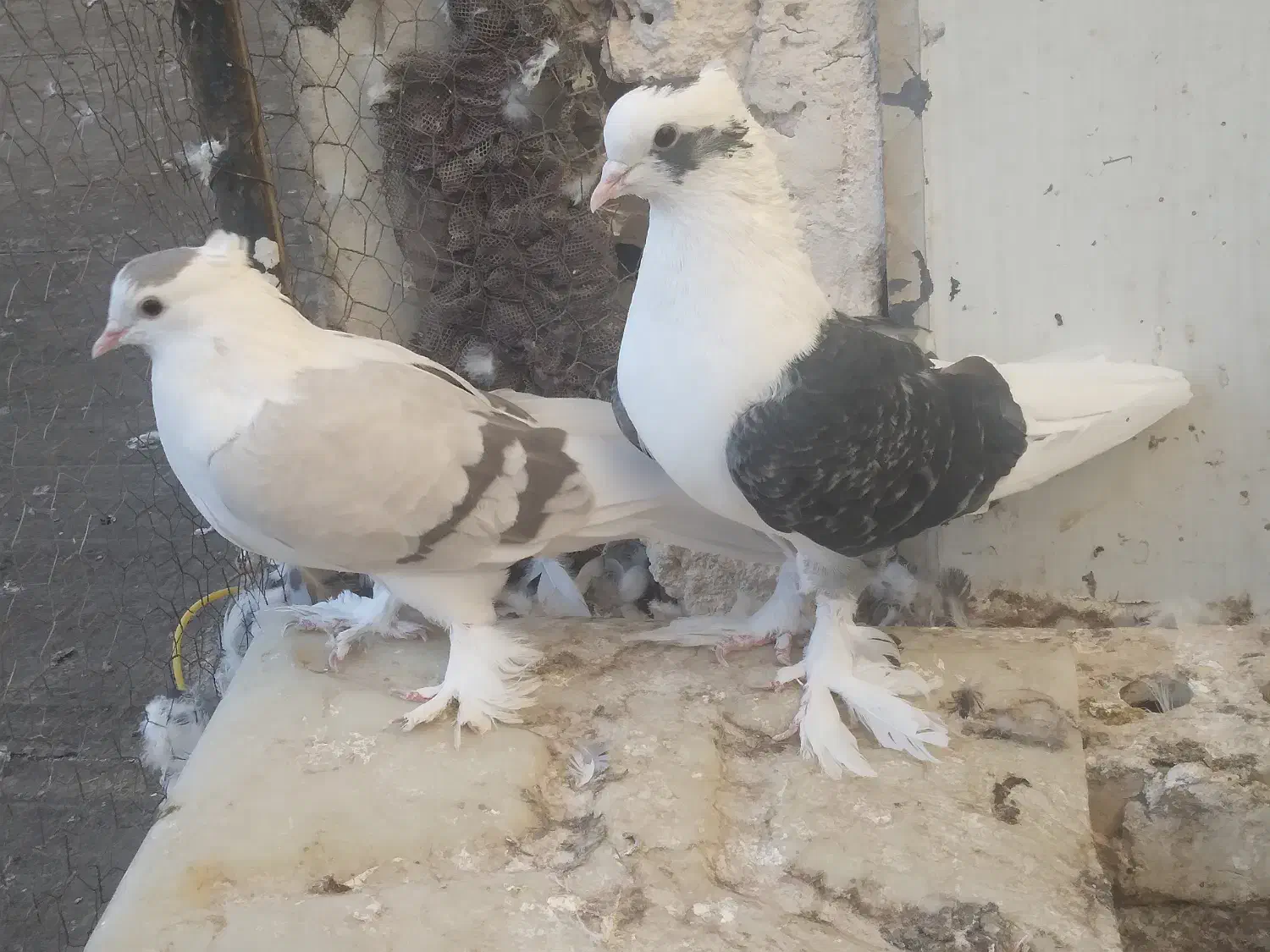 کفتر نروماده گلی رنگه المانی کرمونی کوتوله ابی|پرنده|تربتحیدریه, سرمحله|دیوار