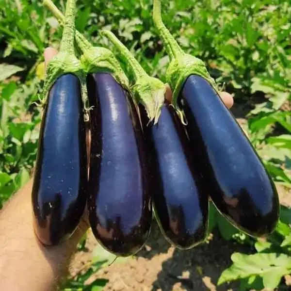 ...|گل و گیاه طبیعی|شاهرود, |دیوار