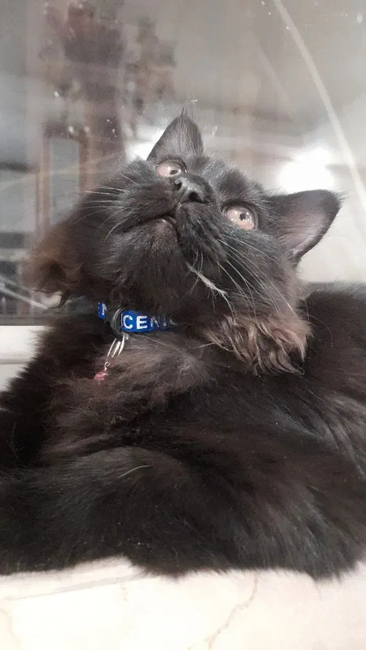 پرشین ۶ ماهه|گربه|میاندوآب, |دیوار