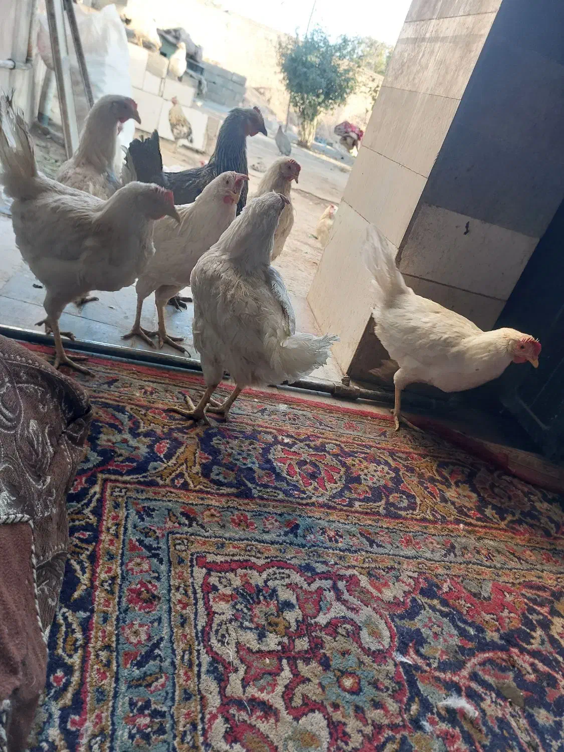 مرغ سفید|حیوانات مزرعه|بن, |دیوار