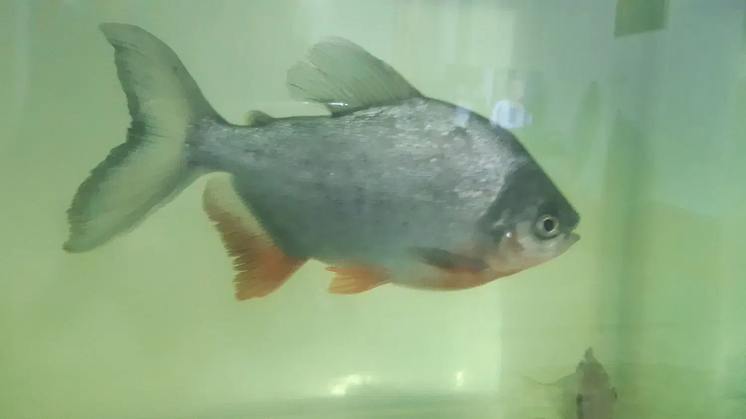 ۲عدد ماهی پاکو|ماهی|کرمان, |دیوار