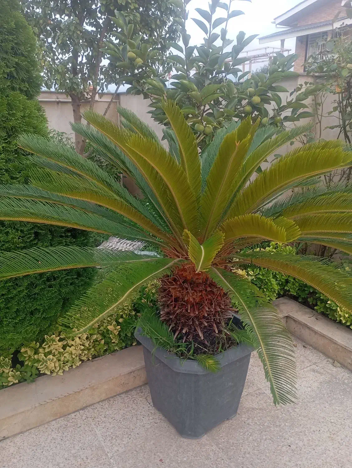 سیکاس سالم وبزرگ|گل و گیاه طبیعی|سلمانشهر, |دیوار