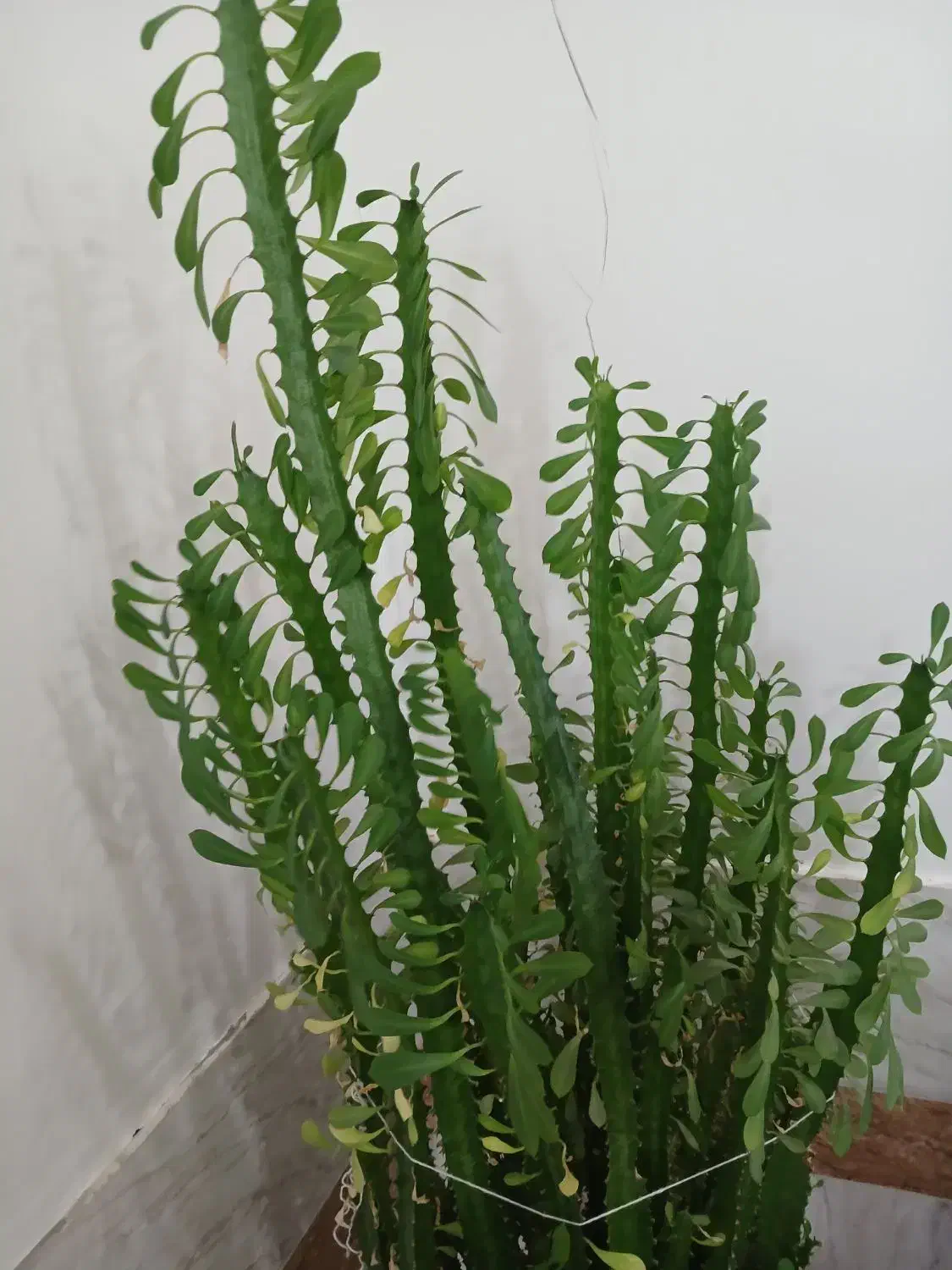 گل زیبا|گل و گیاه طبیعی|بانه, |دیوار