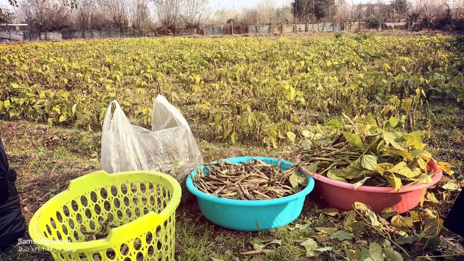 پاچ باقلا|خوردنی و آشامیدنی|آستانه اشرفیه, |دیوار