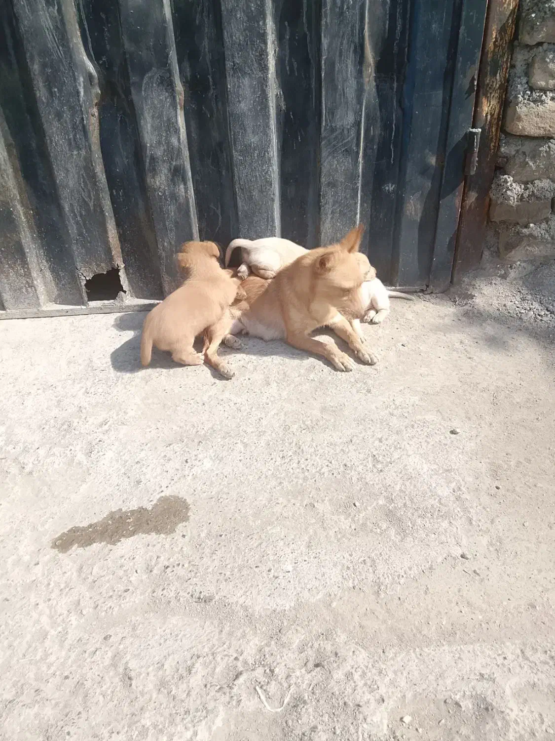 توله پاه کوتاه گوش تیز قشنگ|سگ|گرگان, |دیوار