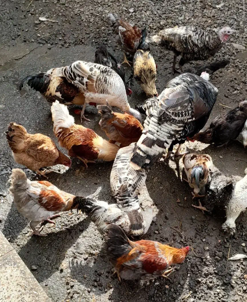 تعدادی خروس|حیوانات مزرعه|رشت, حومه رشت|دیوار