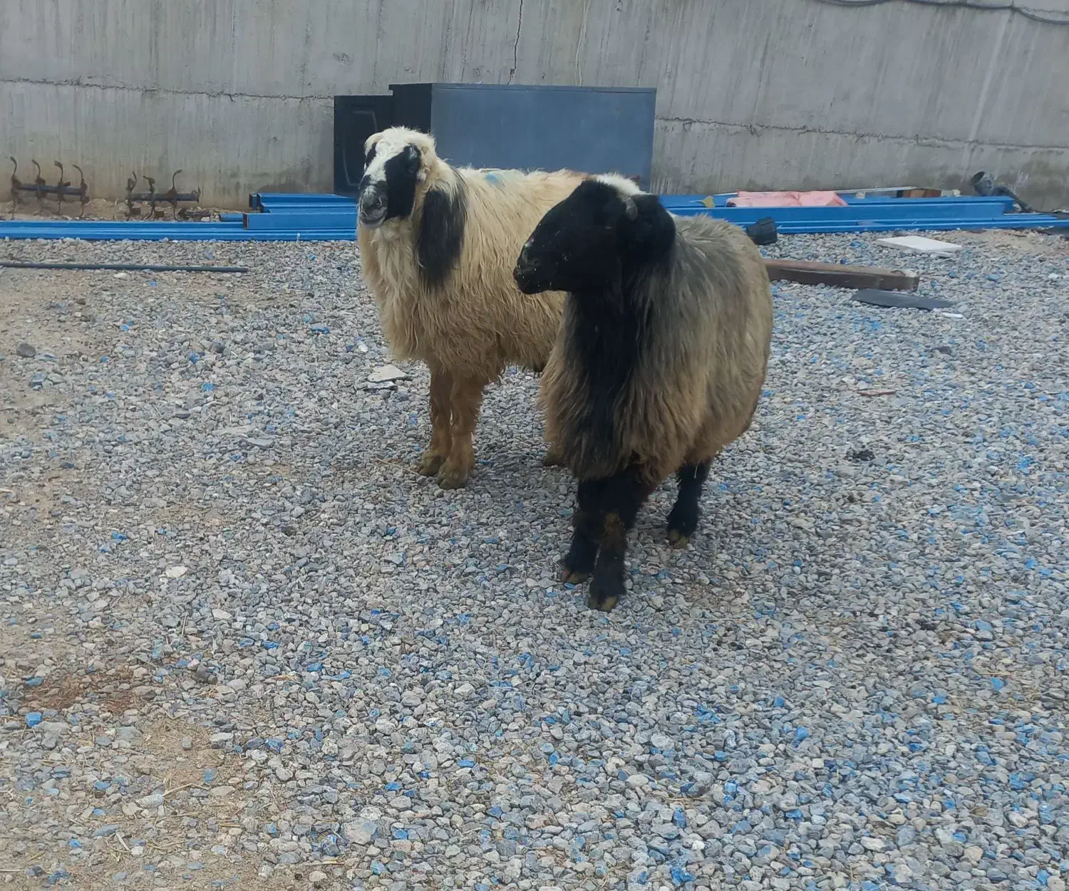 قوچ ترکی|حیوانات مزرعه|سیدان, |دیوار