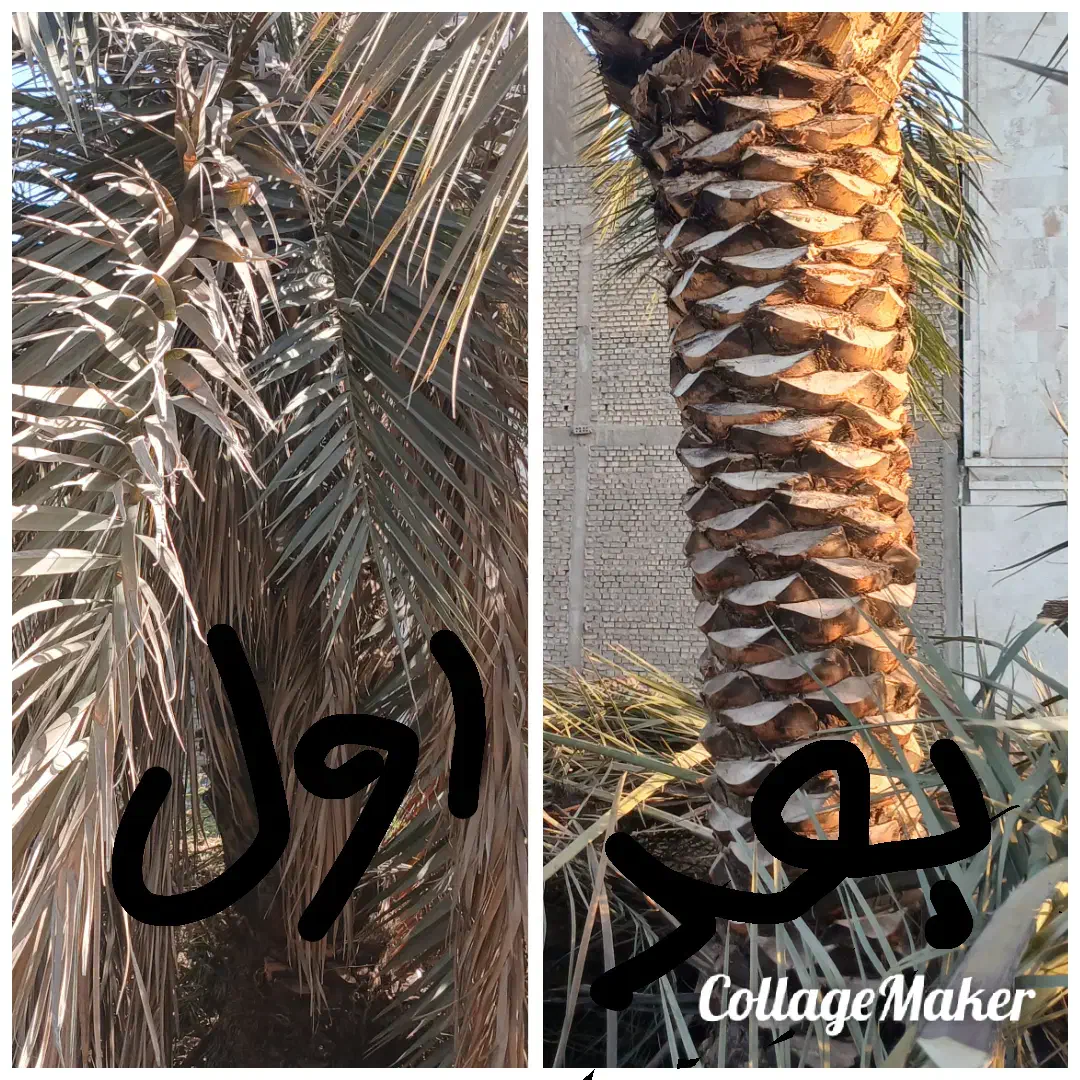 انجام تمام کارهای مربوط به نخل|خدمات باغبانی و درختکاری|اهواز, کوی طلاب|دیوار