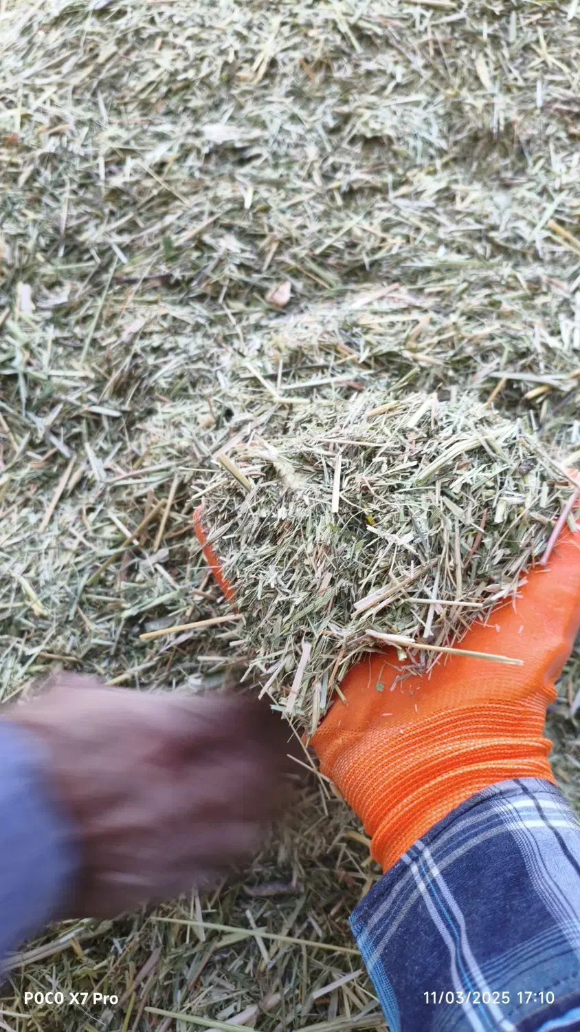 علف جار درجه یک|لوازم جانبی حیوانات|موچش, |دیوار