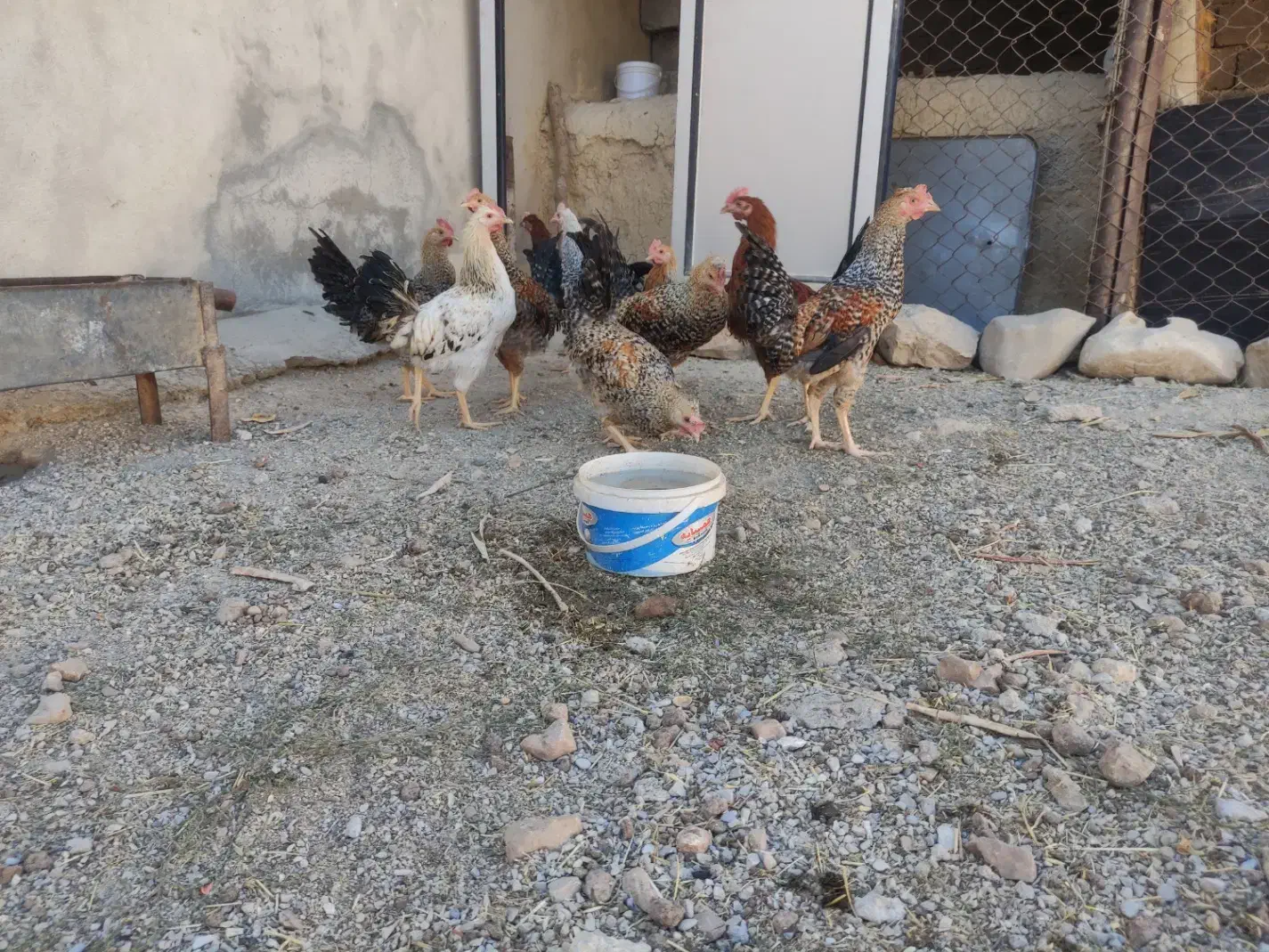 خروس محلی|حیوانات مزرعه|ایوان, |دیوار