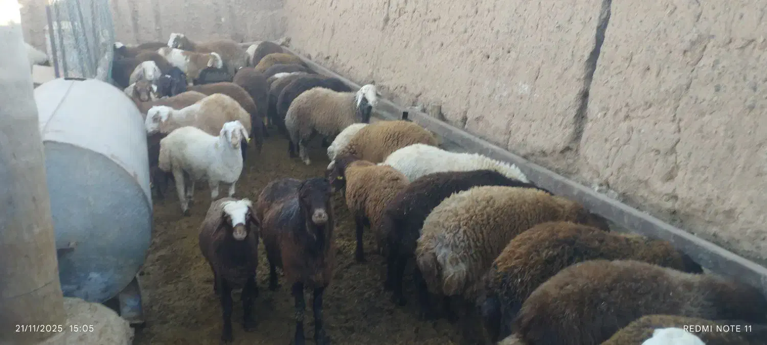 بره نرچاق|حیوانات مزرعه|قائن, |دیوار