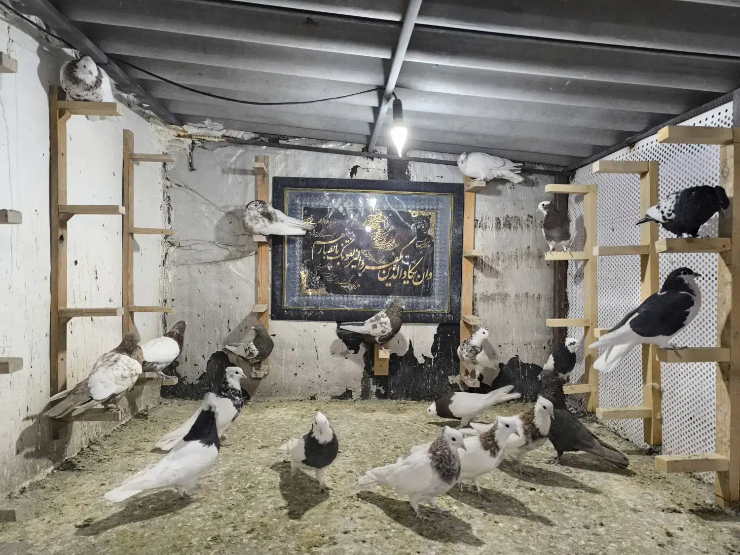 کفتر طوقی سینه شهری|پرنده|صدرا-فارس, فاز ۲|دیوار