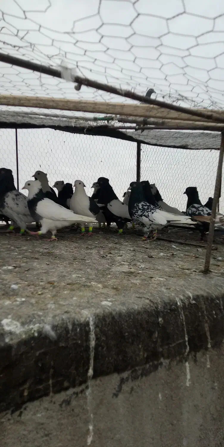 30تا کله سیاه سینه سیاه طوقی سیاه|پرنده|تربت‌حیدریه, سرمحله|دیوار