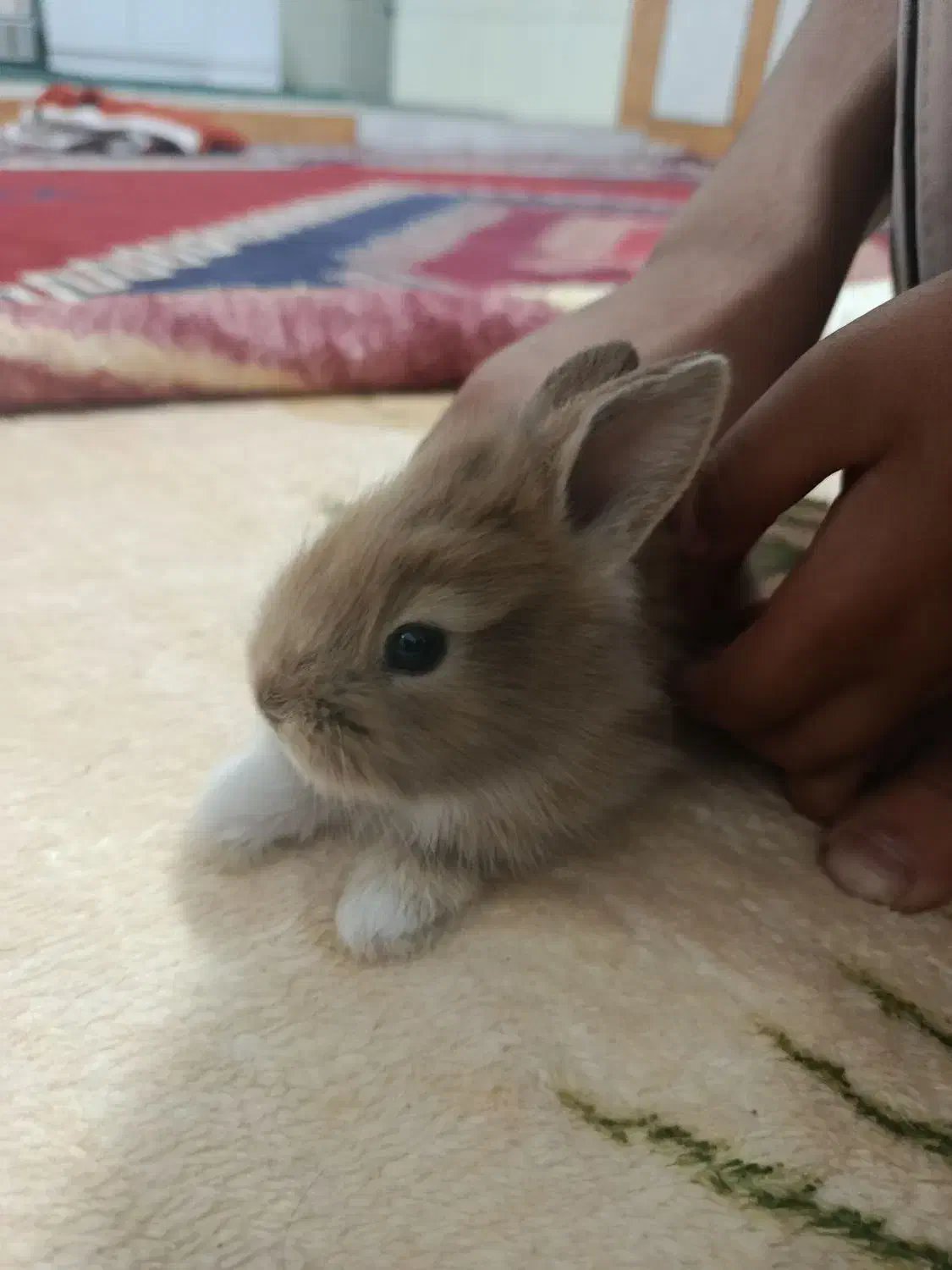 گم شده|حیوانات|اندیمشک, |دیوار